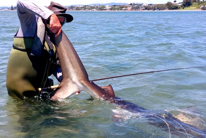 The late Dick Marquand untangles a fishing line from a bronze whaler shark in Tauranga Harbour. Photo: supplied