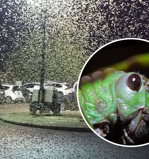 Las Vegas 'Biblical' swarm of locusts plagues strip NZ Herald