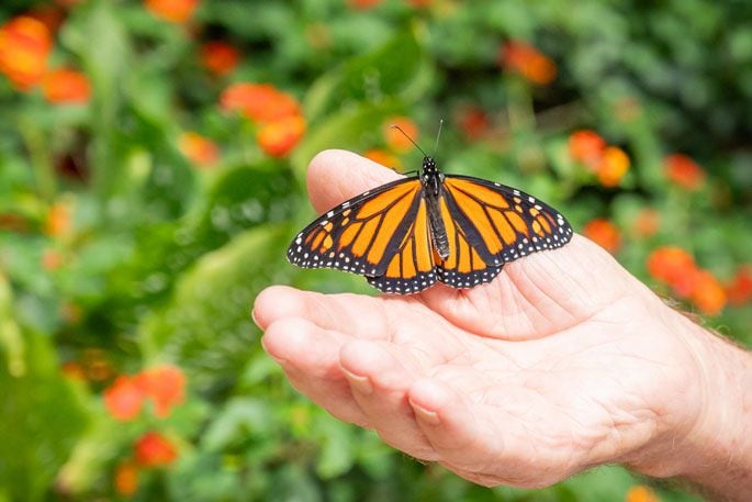 In a lot of cultures, butterflies are considered spiritual beings. Photo: Brydie Thompson.