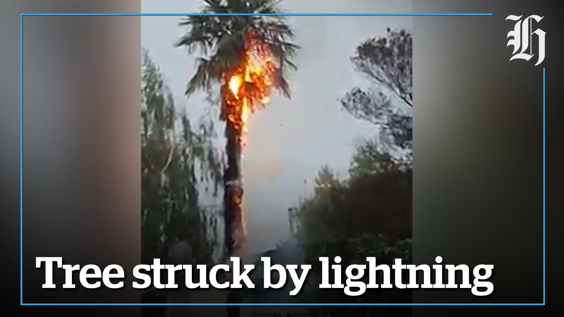 Tree struck by lightning burns in Hastings - NZ Herald