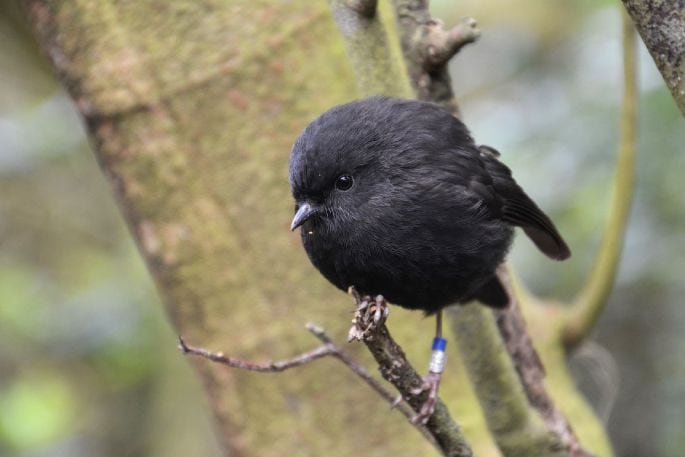 Karure Chatham Island black robin. Photo /  Oscar Thomas.