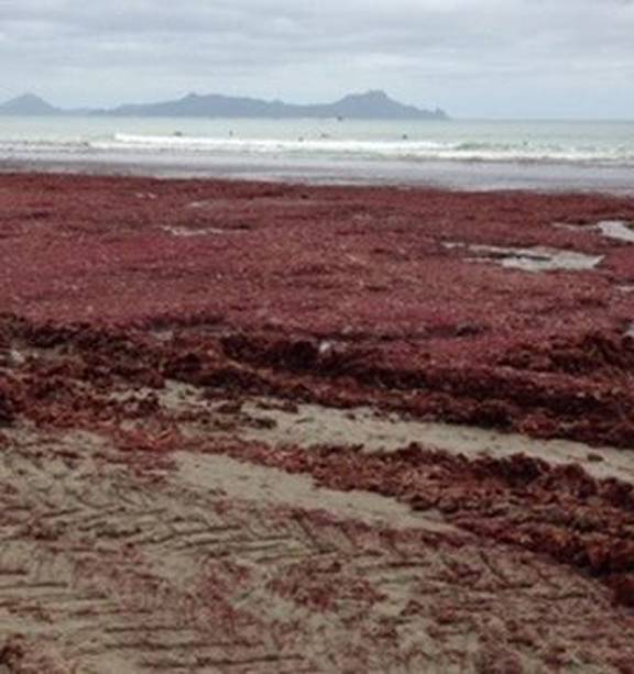 Red weed vexes surf life saving organisers - NZ Herald