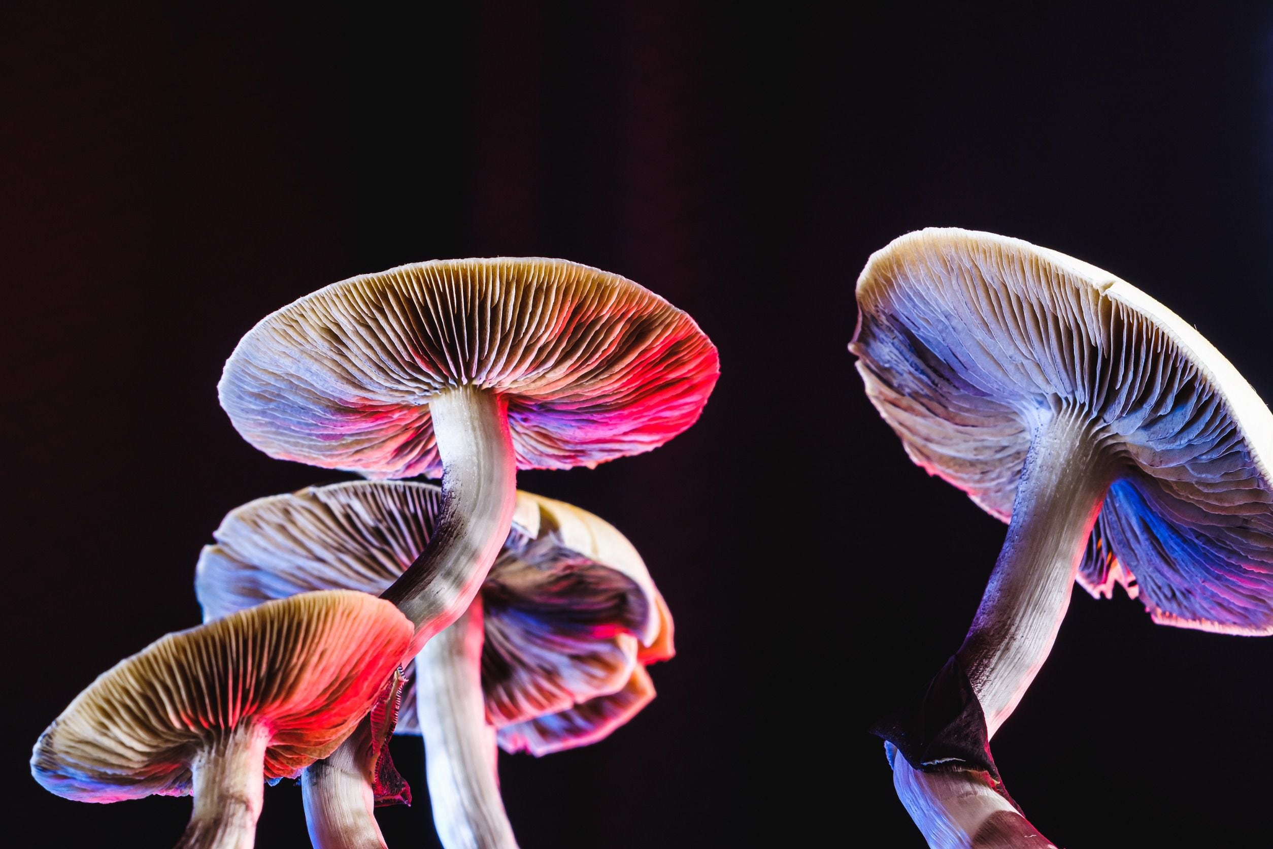 Where do Magic Mushrooms Grow