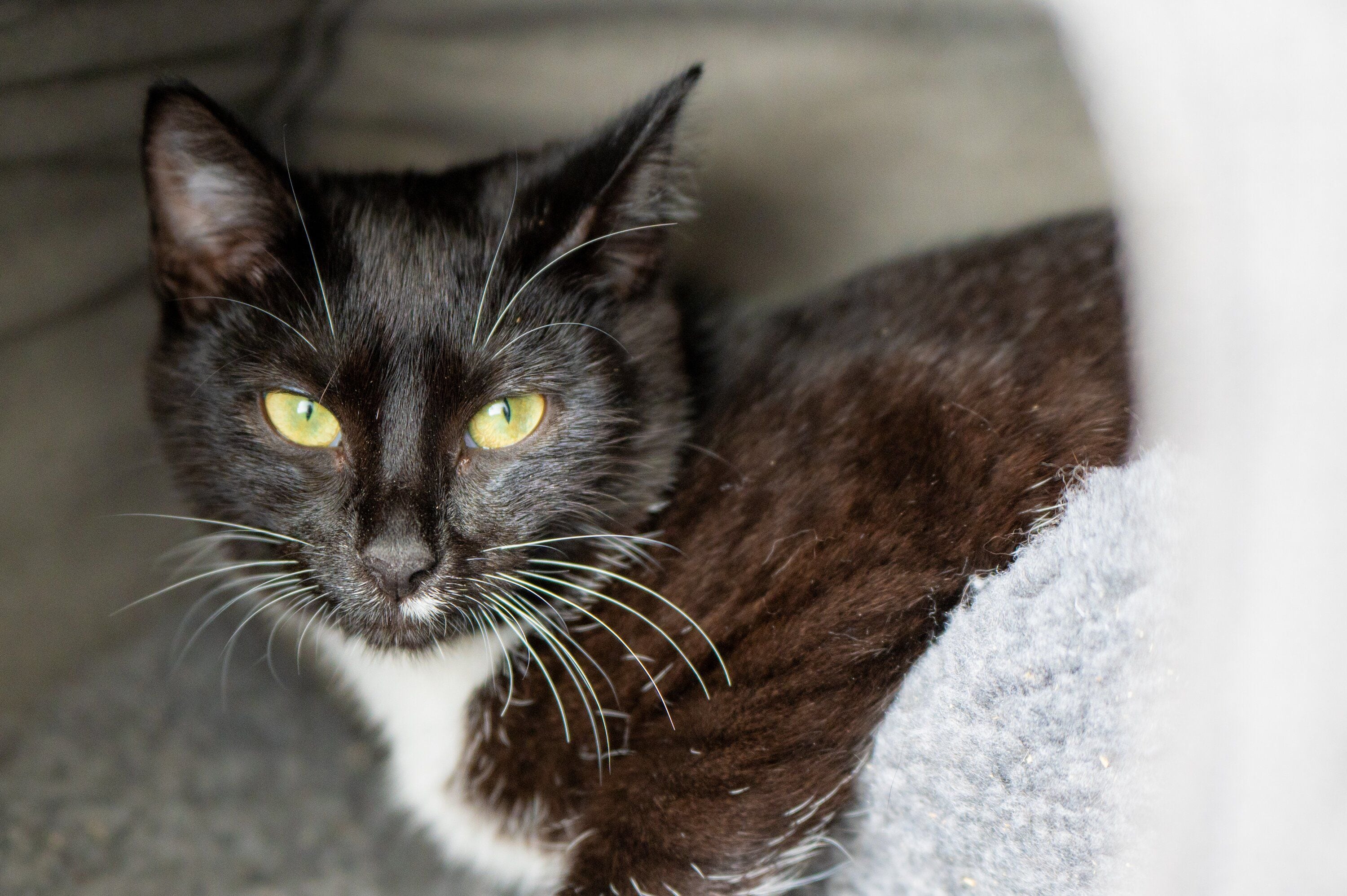  ‘Sooke’ is a female four-month-old kitten is reserved with new people but once she settles is smoochy and sweet. Photo/ David Hall.