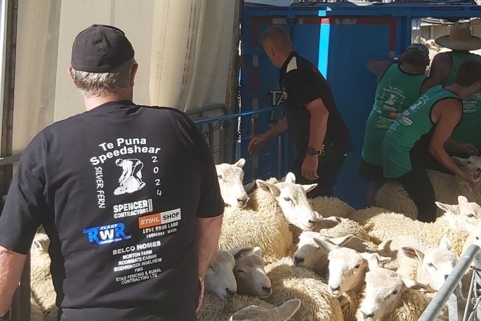 Digger Balme sorting sheep ready for shearing. Photo/Supplied.