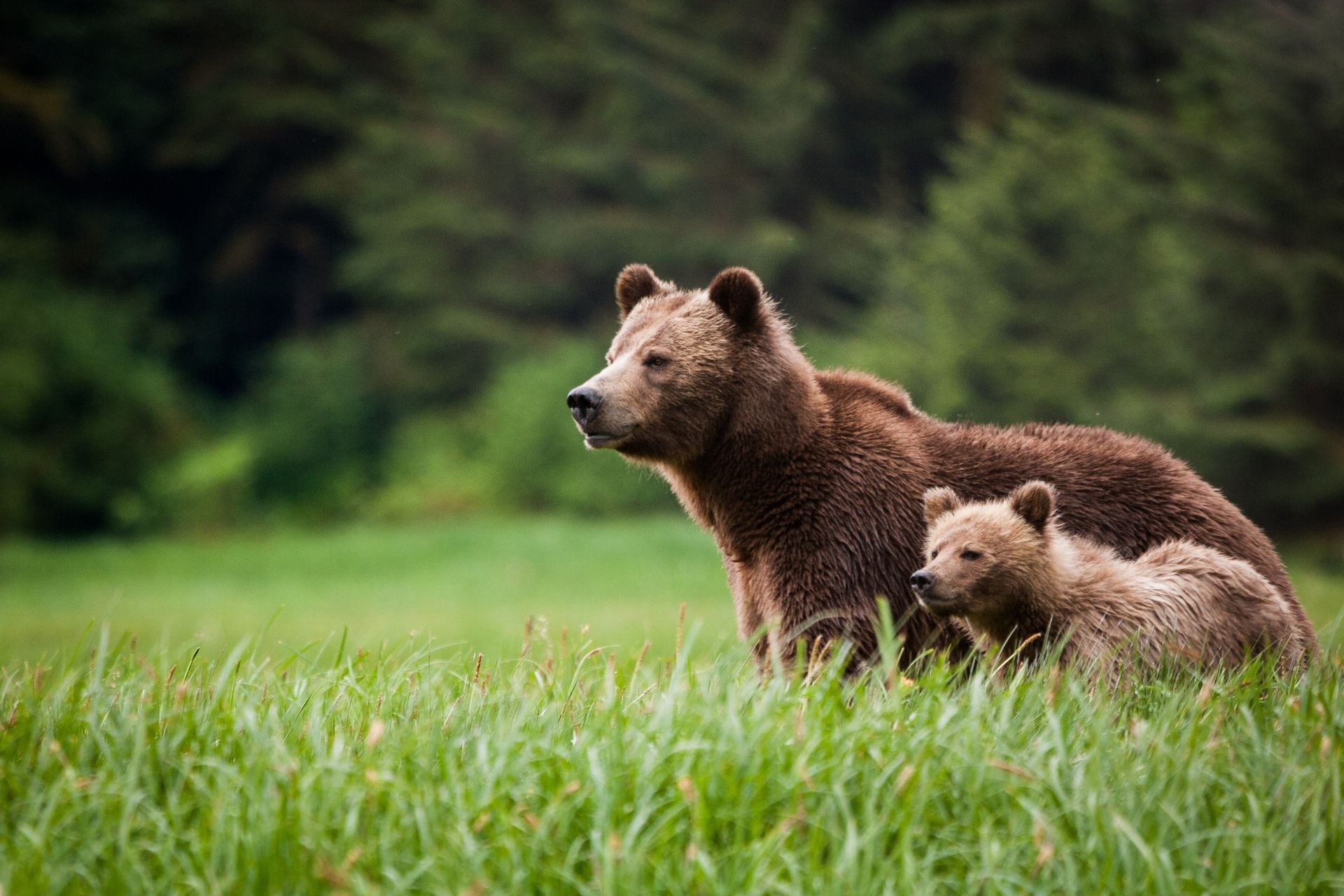 Fact check: Story of huge man-eating Alaskan grizzly bear is tall tale