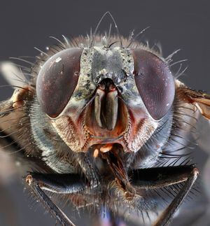 Why is it so hard to swat a fly?