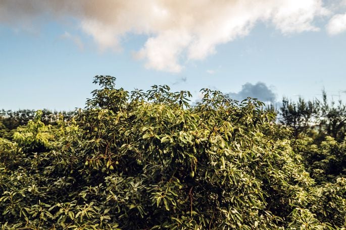 Avocado trees growing well on an orchard. Photo / Cara Davis/NZ Avocado