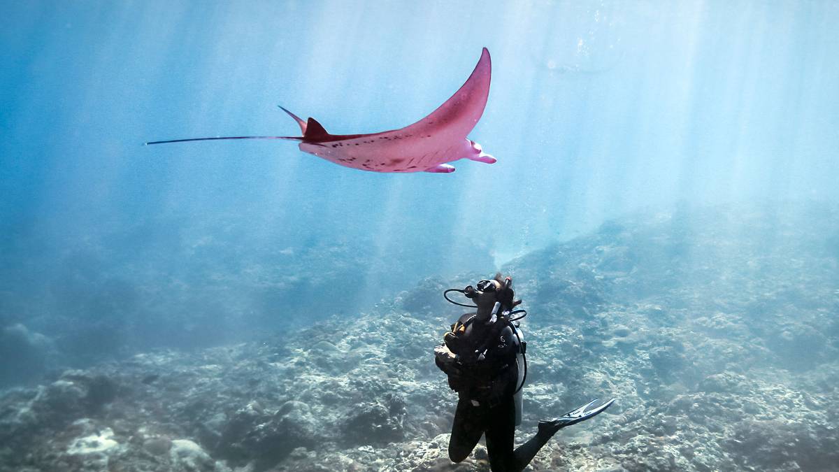 Pink manta ray stuns diver, scientists perplexed - NZ Herald