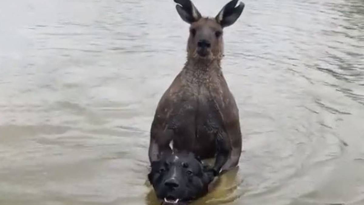 Australia: Un hombre evita que un canguro ahogue a su perro
