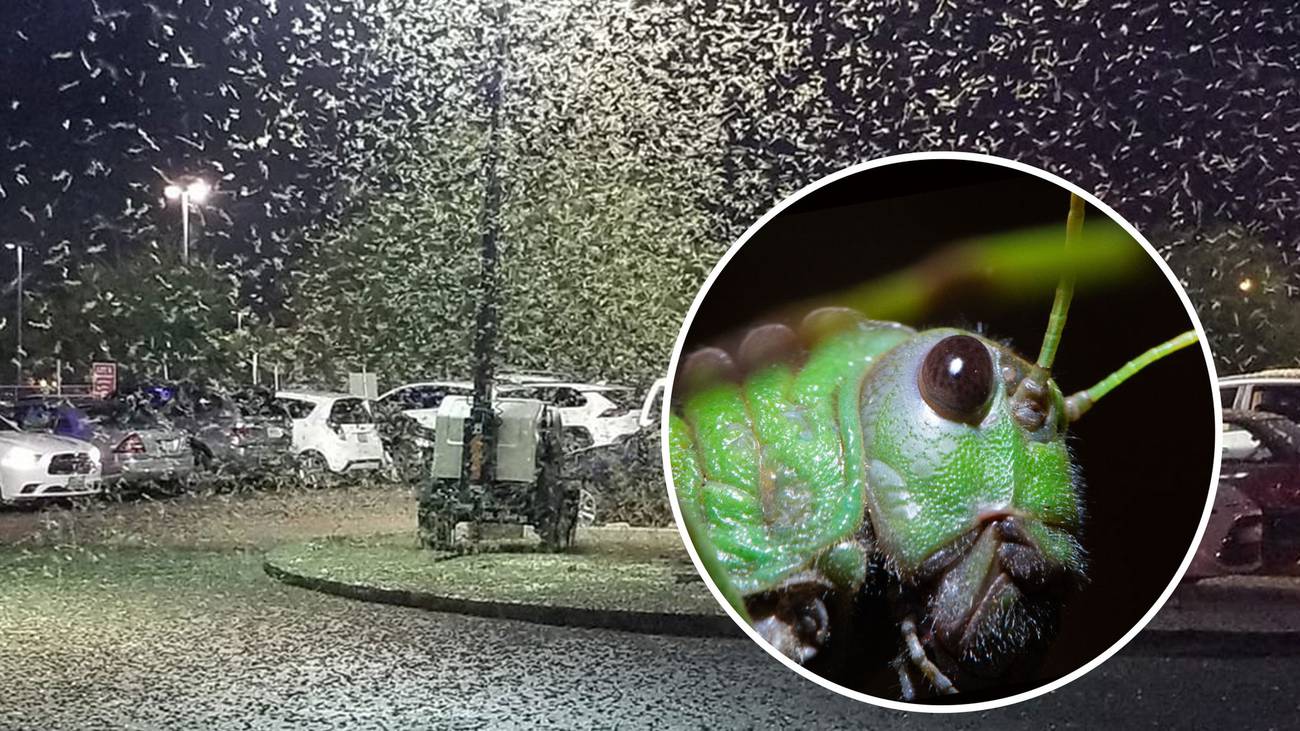 Las Vegas 'Biblical' swarm of locusts plagues strip NZ Herald