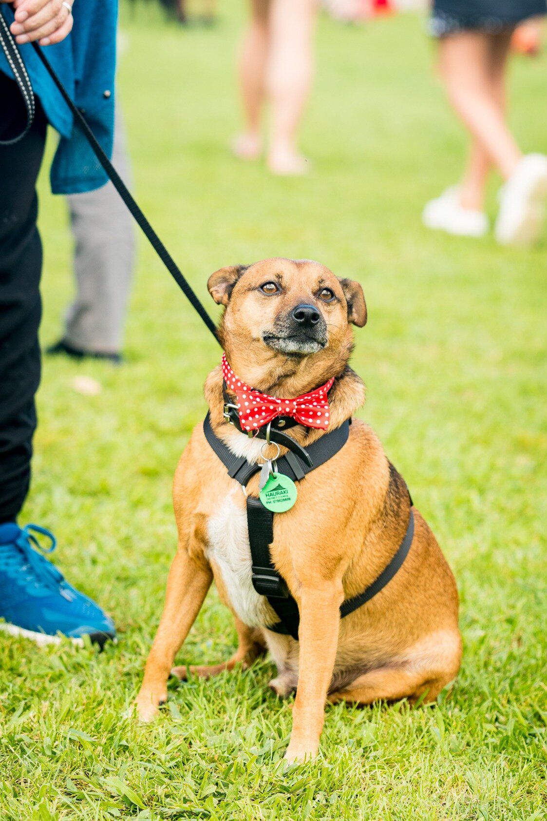 There will be activities aplenty at the Doggy Day Out. Photo / Guy Rencher