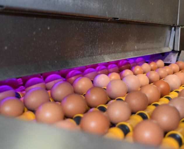 Free-Range  Egg Producers Federation New Zealand