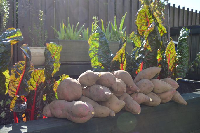 People learn how to grow traditional and staple food crops, in particular kūmara. Photo / supplied.