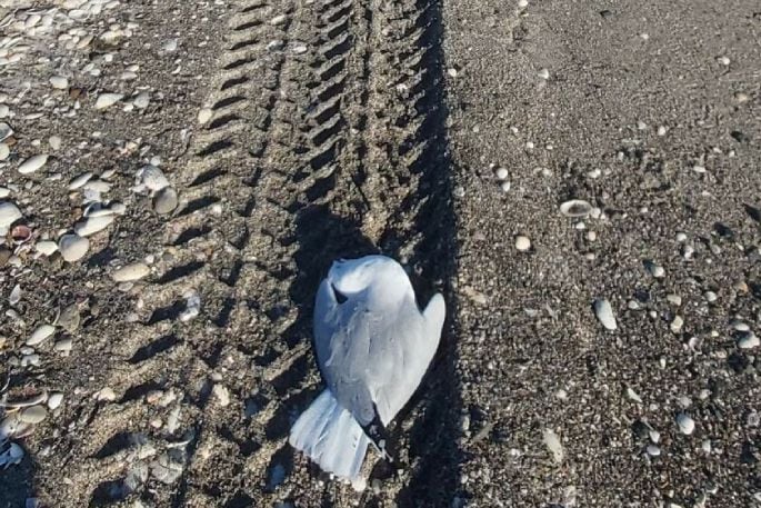 The run-over seagulls cover the Bay of Plenty beach. Photo / Ray Neville