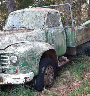The Lichen Coated Pick Up Truck That Became A Hawkes Bay