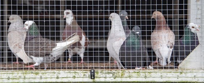 Roller pigeons are bred in all sorts of colours. Photo: Catherine Fry
