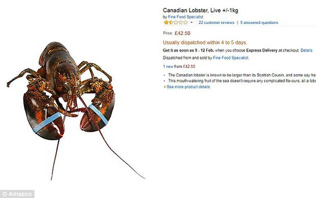 Amazon Com Live Lobster