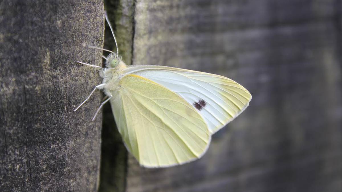 Cabbage White Butterfly - ClimateWatch Australia- Citizen Science App