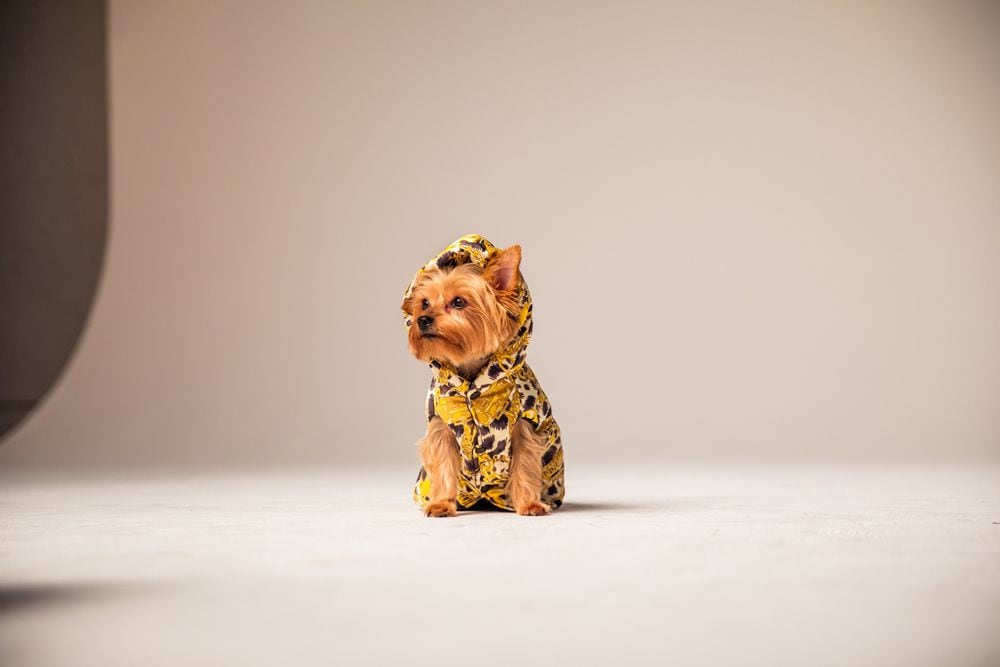 H&m moschino 2024 dog collection