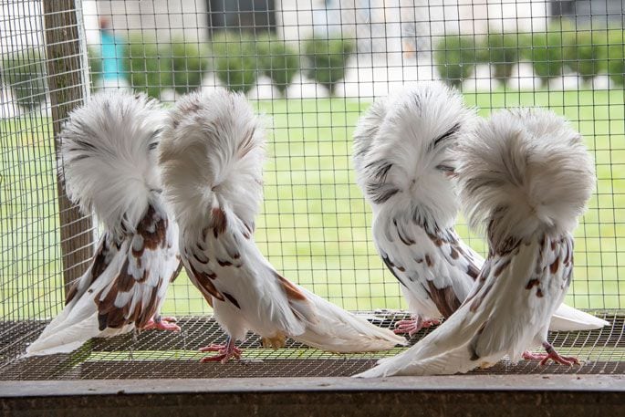 Red splash Jacobin pigeons with their distinctive feathered hood. Photo: Catherine Fry