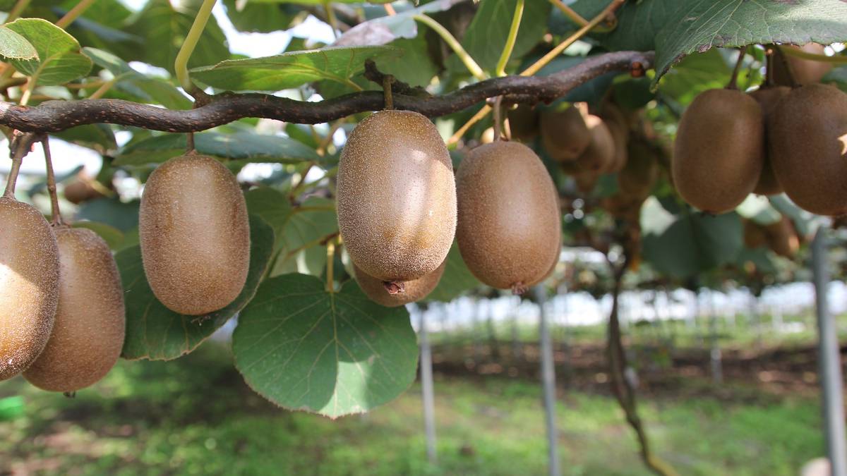 New Research Shows How Genetics Can Determine The Sex Of Kiwifruit 2291