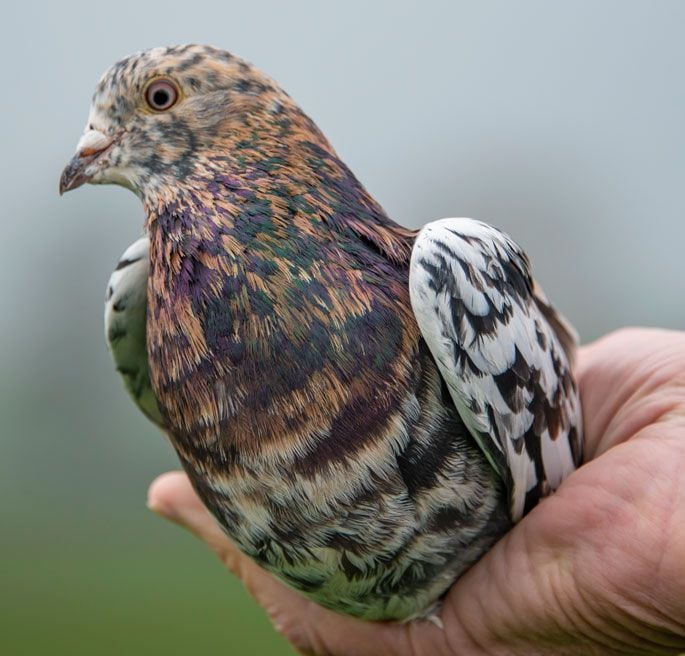 An almond Roller showing its beautifully coloured feathers. Photo: Catherine Fry