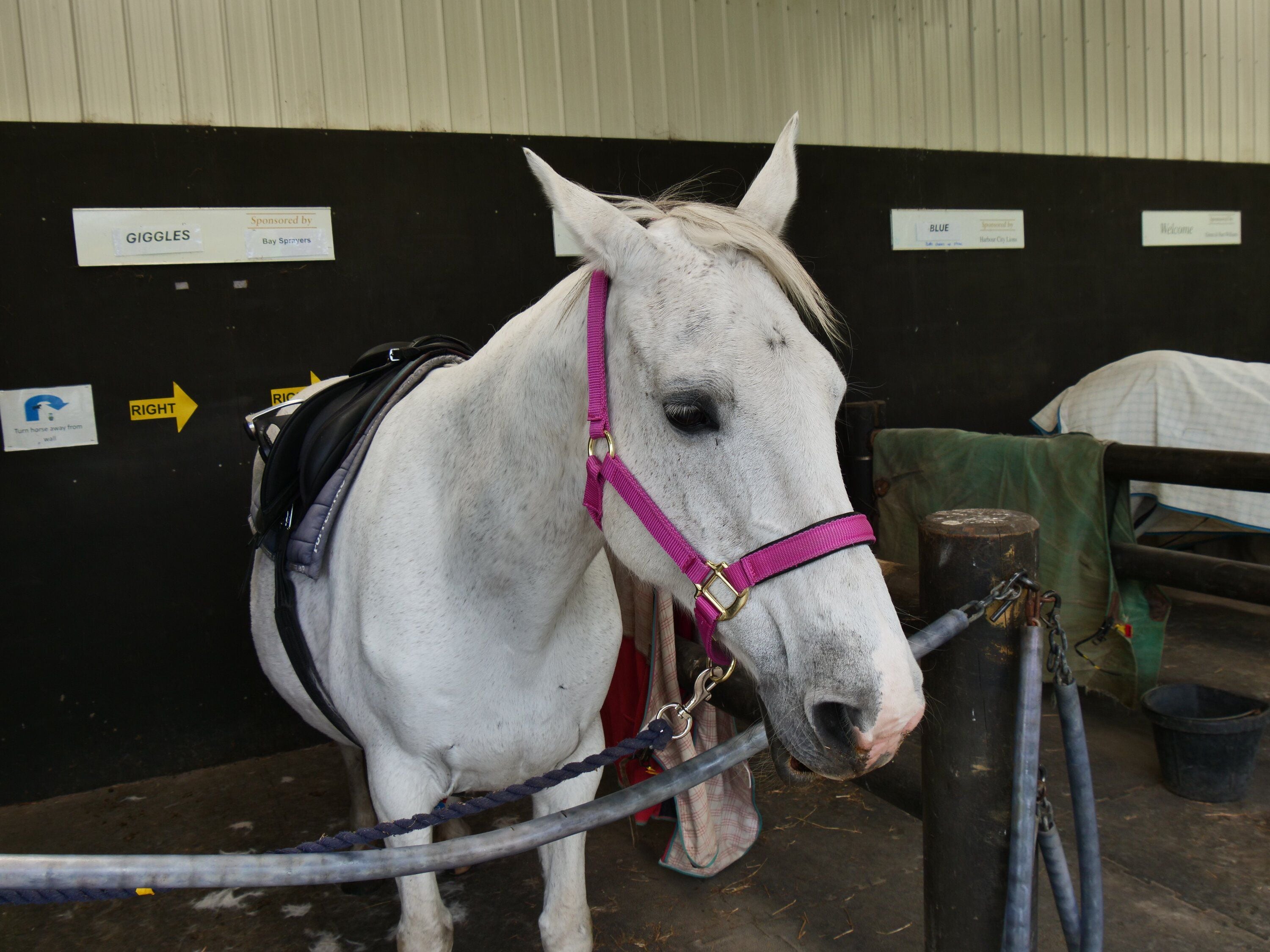  Milkshake, one of the horses at Tauranga RDA. Photo / Tom Eley