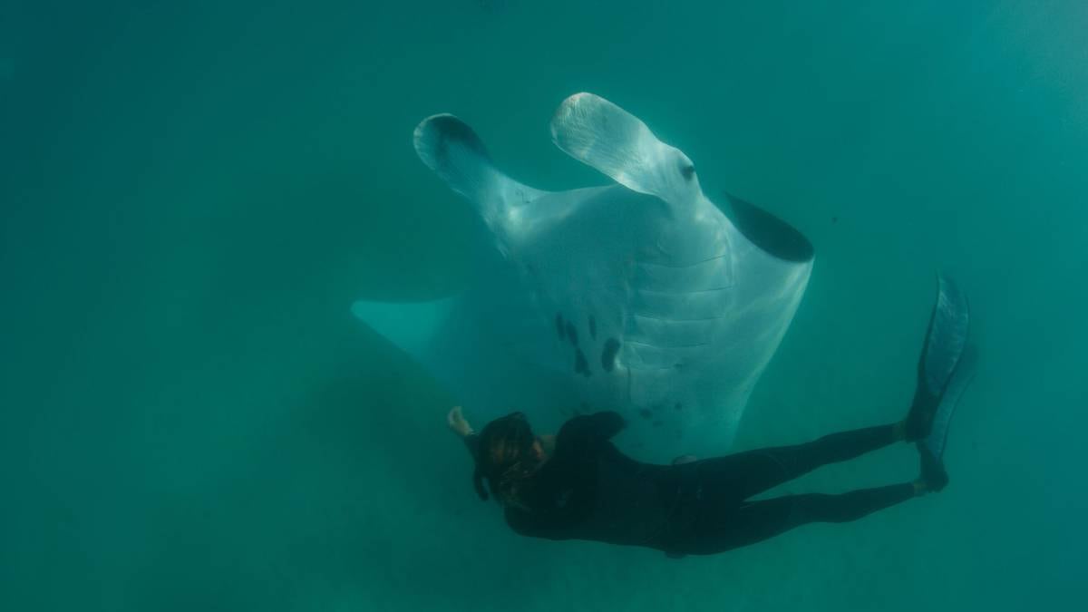 giant manta ray hawaii