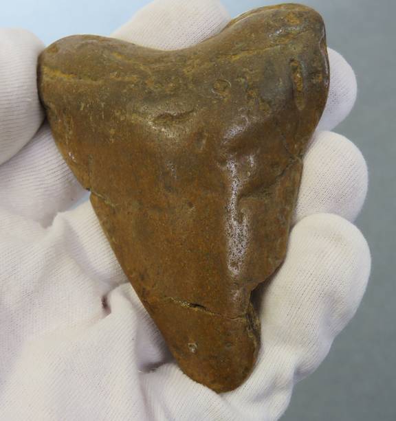 Our Treasures: Megalodon tooth among fossils at Whangarei Museum - NZ Herald