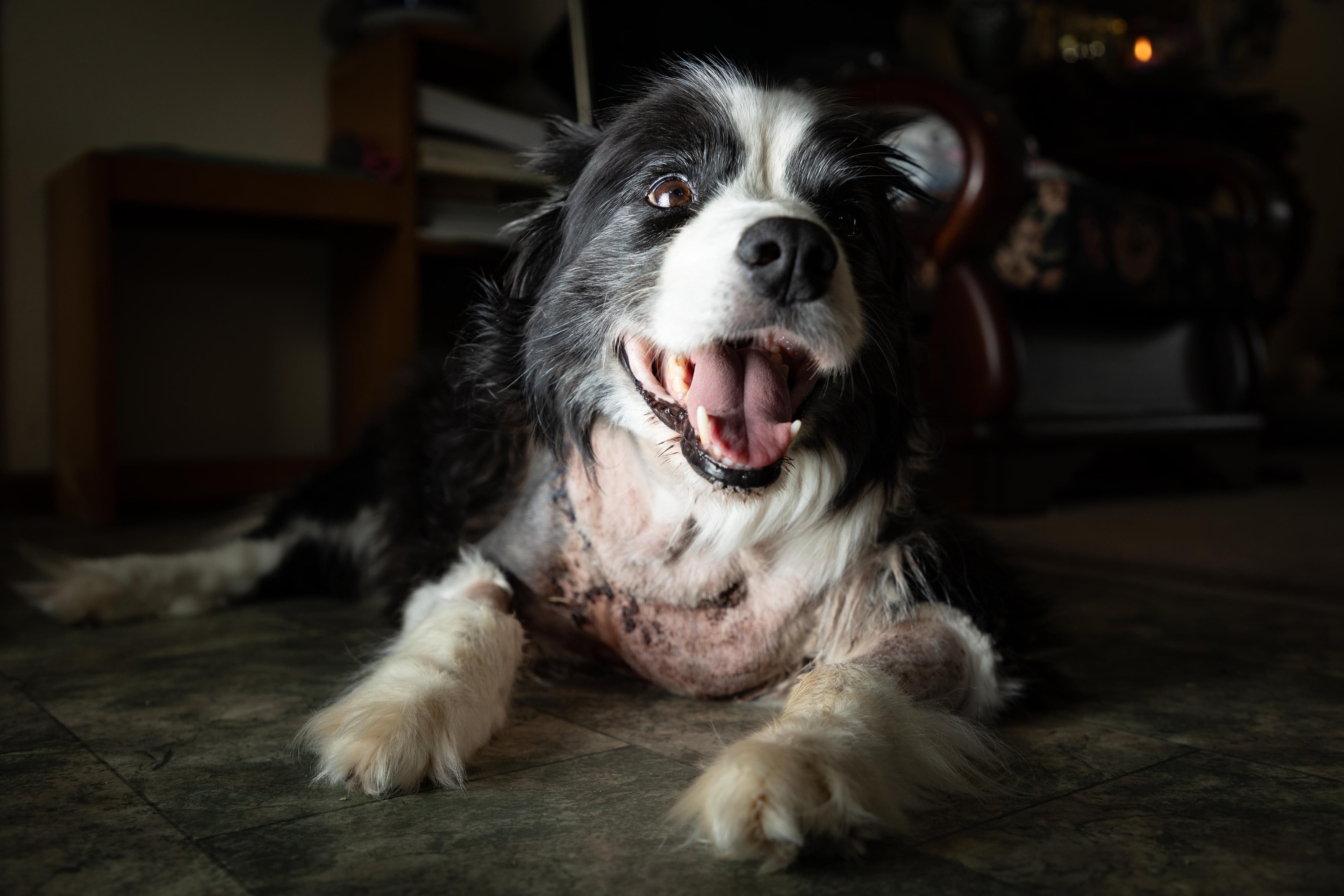 Border Collie, Molly, 10 days after she was attacked in December 2023. Photo / Alex Cairns