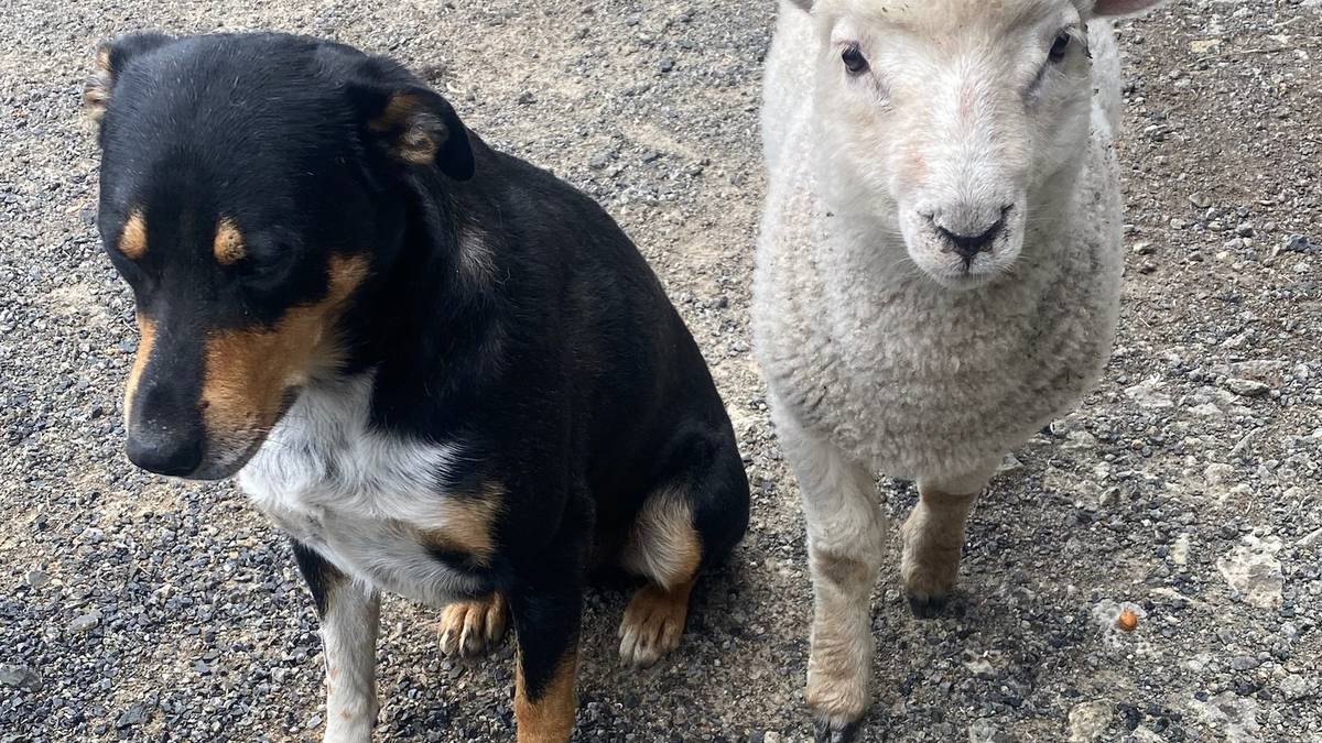 which one of these dogs looks like a lamb