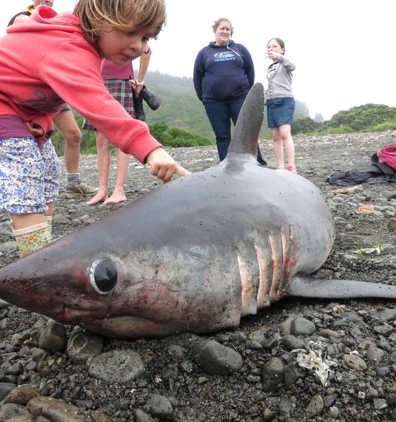 porbeagle shark watch