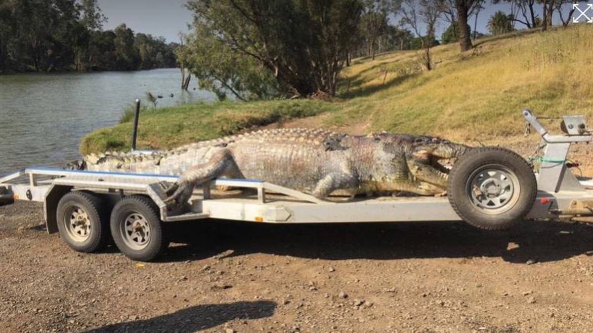 giant crocodile gustave captured
