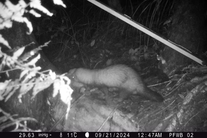 A large ferret measuring over half a metre in length, nicknamed 'Goliath,' has been spotted on the prowl in the Orokawa Bay area, heightening concerns for the protection of local wildlife. Photo/Predator Free Waihī Beach.