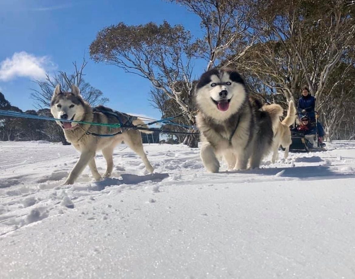 Getaway Couple - Video Husky