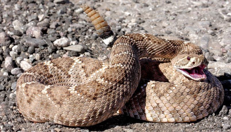 Venomous snake found lurking in Australian public toilet