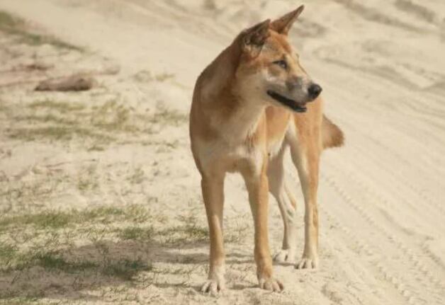 In rare attack, dingo repeatedly bites and holds girl underwater