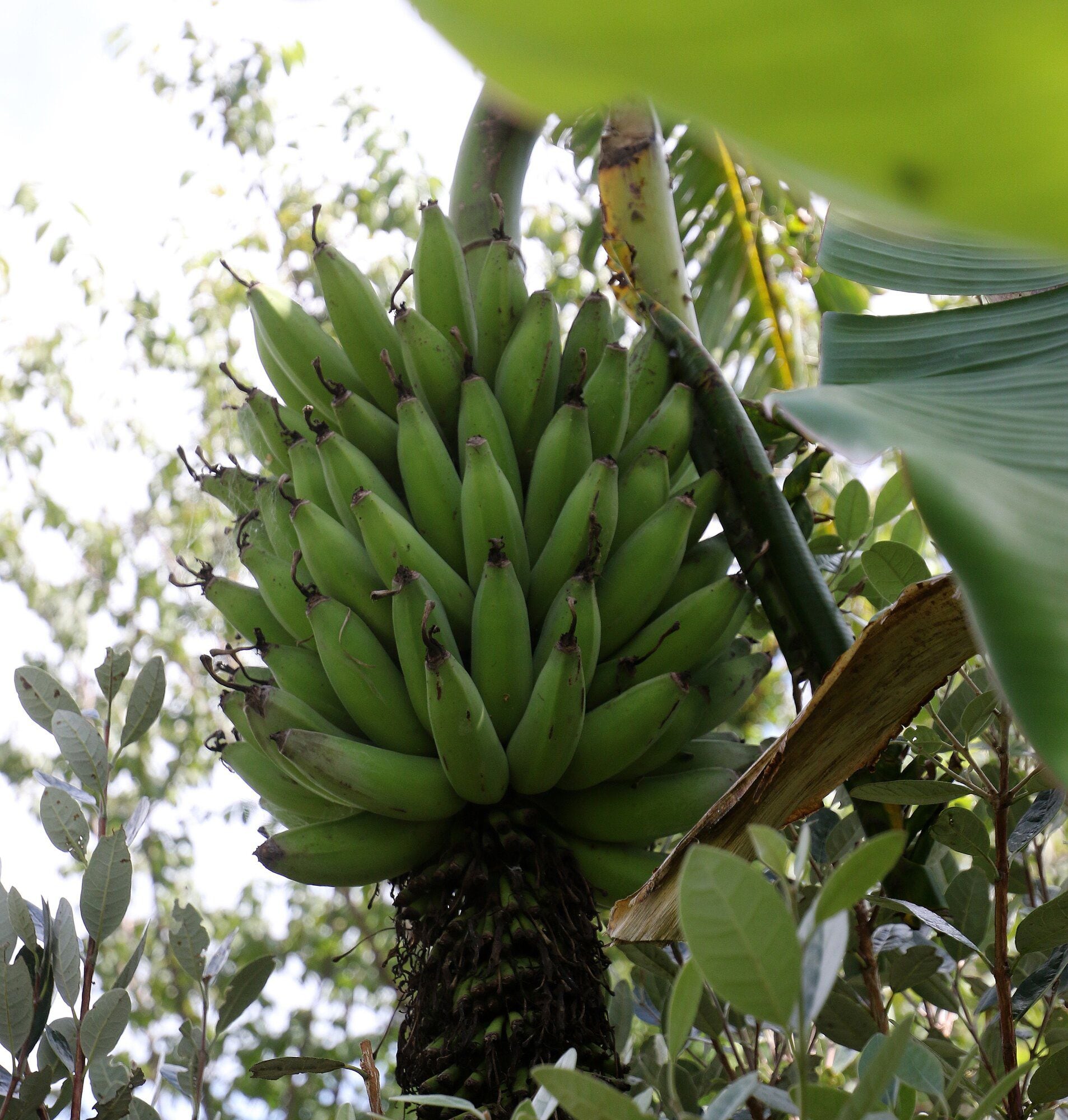  A small section of the food forest. Photo: Stuart Whitaker