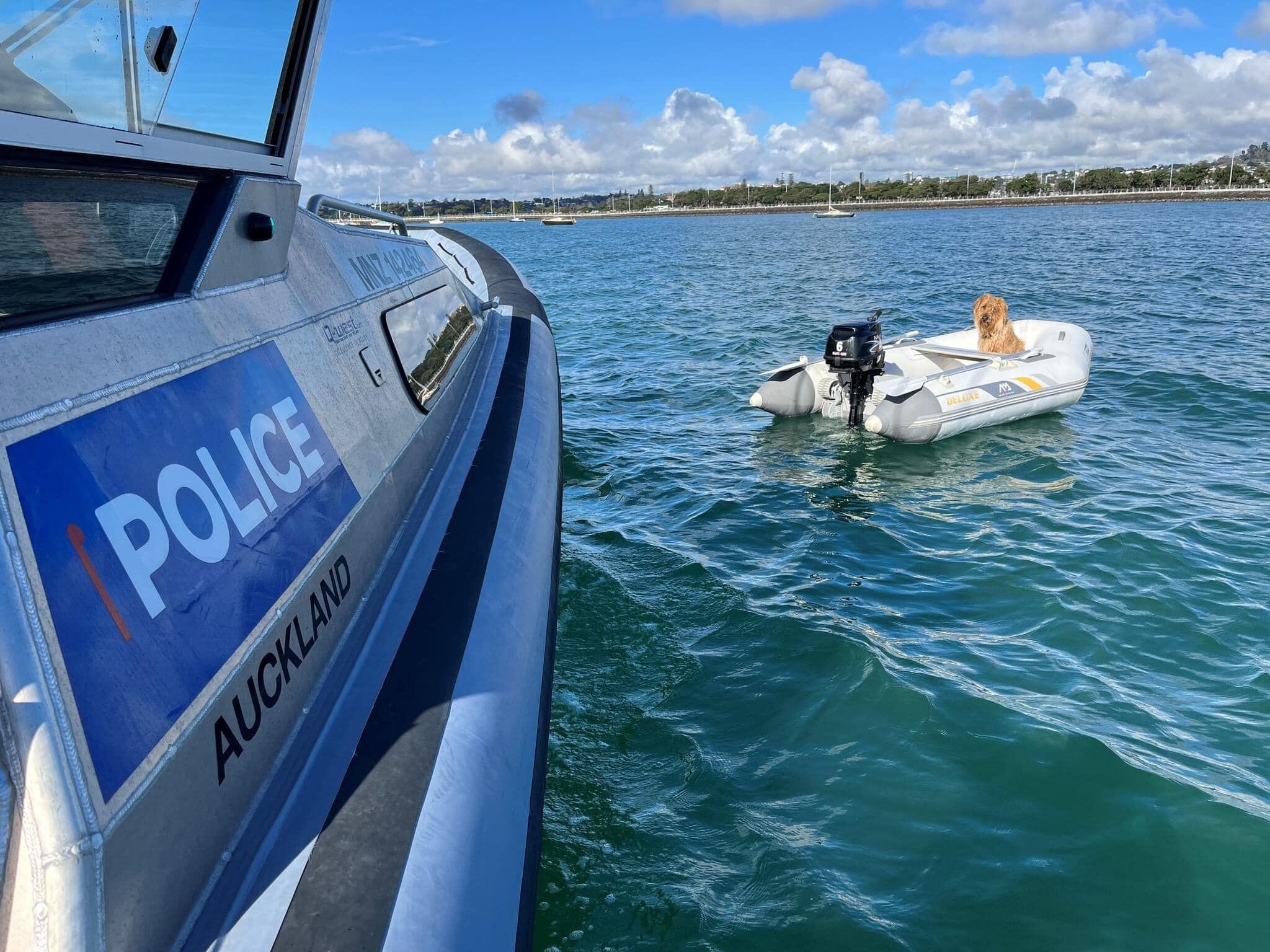 Police Maritime Unit rescues dog skippering his own boat in Auckland's  Hobson Bay - NZ Herald