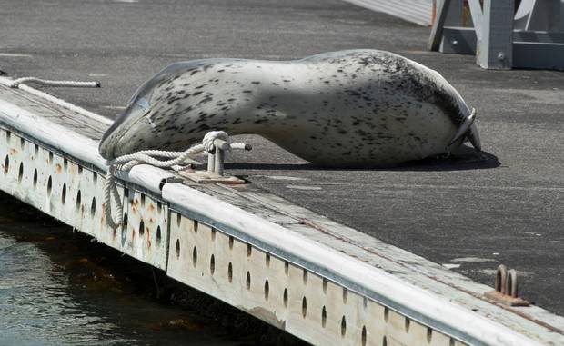 Owha the leopard seal. Photo / NZ Herald 