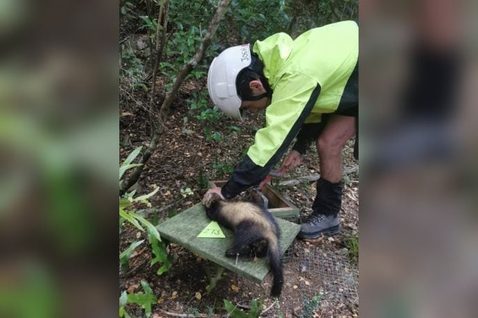 Trapping stoats and ferrets. Photo: Supplejack Contracting