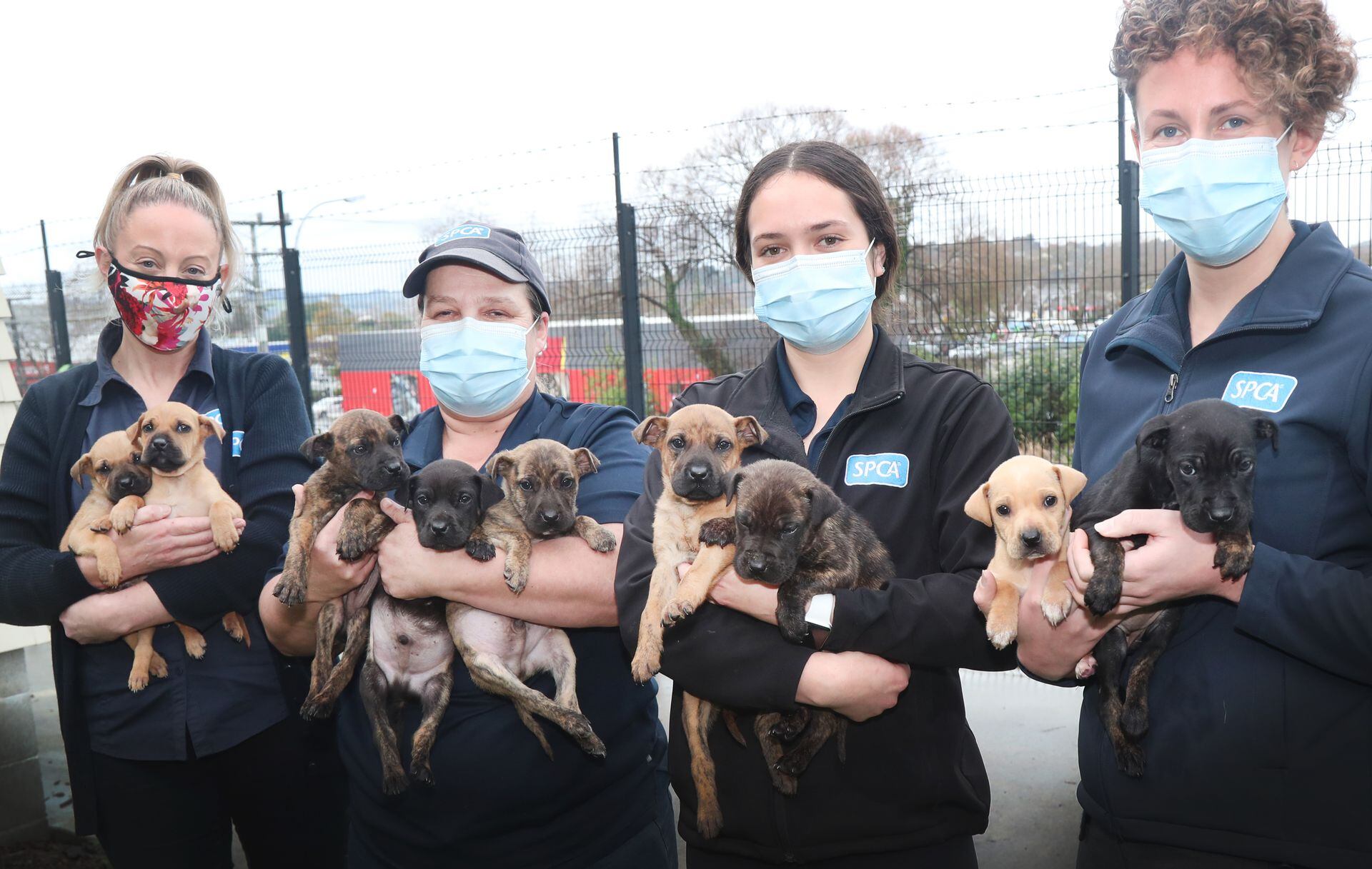 Wanganui store spca dogs