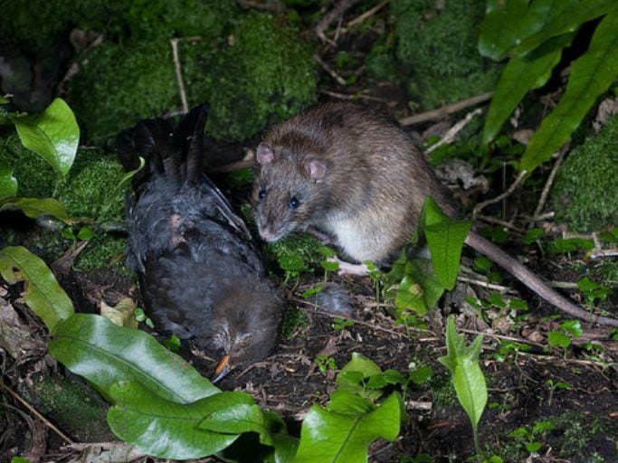 Norway rat. Photo:  Ngā Manu.