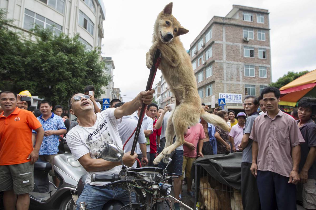 Dog meat to be banned at China's Yulin festival after activists