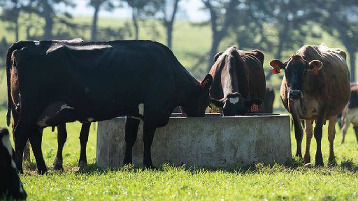 Dairy Nz Trait To The Top On Cow Longevity Nz Herald