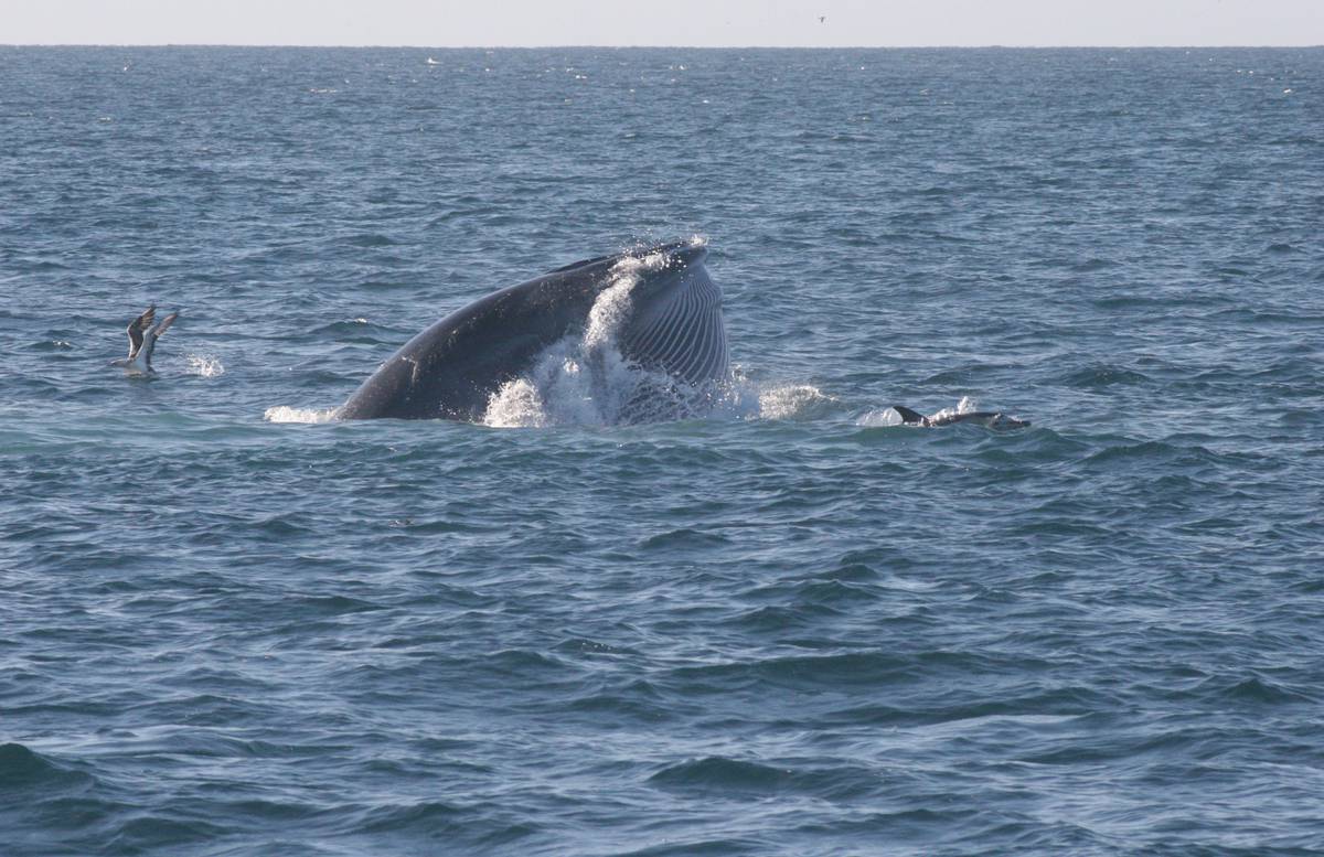 What Whale Poo Reveals About Gulf's Giant Residents - Nz Herald