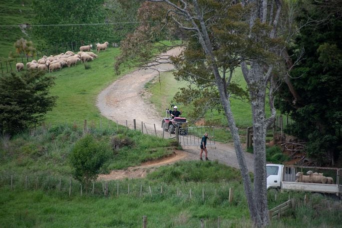 It’s all go on ram auction day. Photo: Catherine Fry