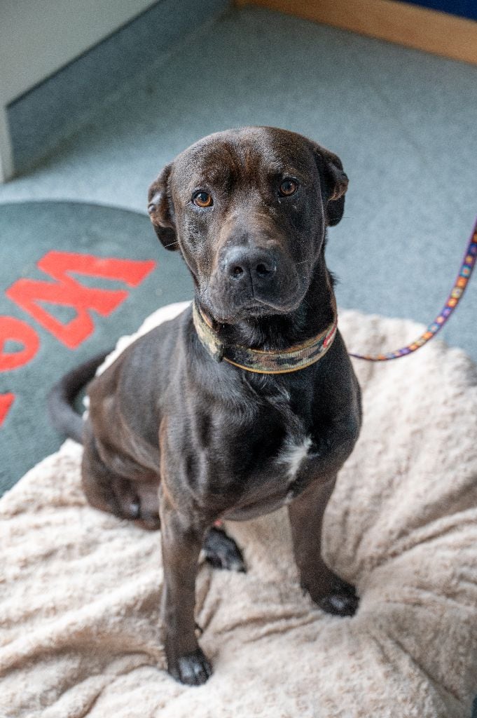 Major (black adult dog) Boxer cross Staffy, 3 years, 3-legs. Charming and friendly, loves to play and go for walks. Enjoys a good pat and just loves to hang out with people. Photo: David Hall.