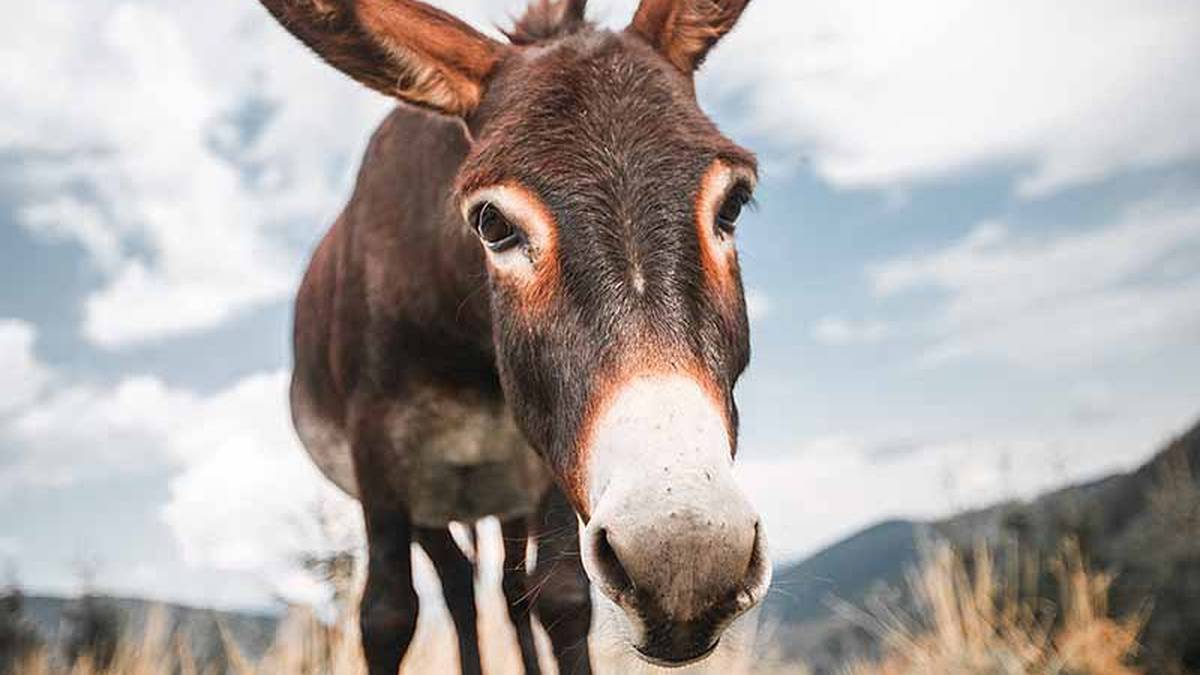 Donkey spotted roaming Rotorua road - NZ Herald